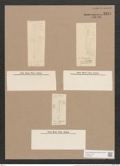 Frustulia rhomboides (Ehr.) De-Toni (de-Toni-Nr.: Genus 19, Species 1159) Zeichnungen Sammlung Grunow Nr. 2255 (NHMW-BOT-W0369359)